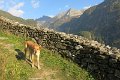 Ahrntal031