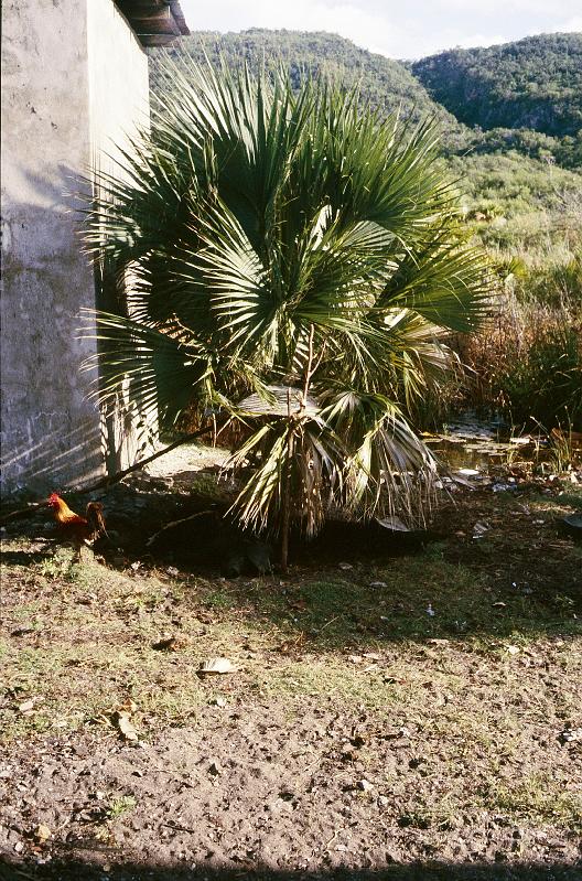 Jamaika0290.jpg