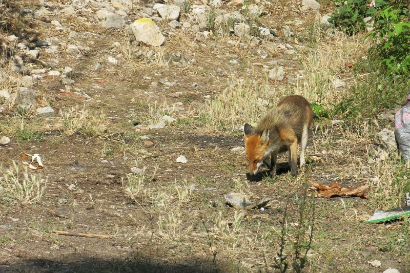 IMG_0080.jpg -                                