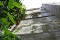 IMG_0017