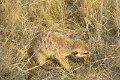 IMG_0668