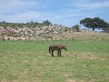 IMG_7066