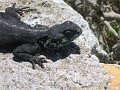 IMG_8156